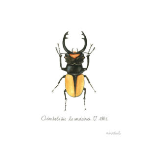 Coléoptère Lucanidae Odontolabis Lacordairei entomologie insecte peinture aquarelle réaliste • nivdul