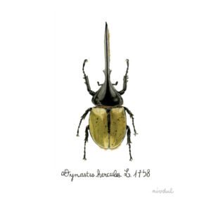 Dynastes Hercules peinture aquarelle réaliste nivdul