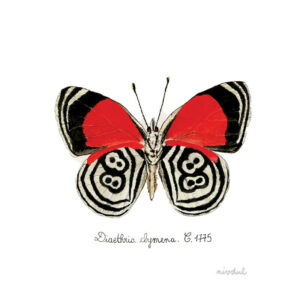 Diaethria clymena papillon entomologie peinture aquarelle réaliste • nivdul