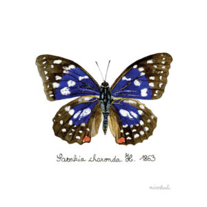 papillon Sasakia charonda peinture aquarelle réaliste • entomologie • nivdul
