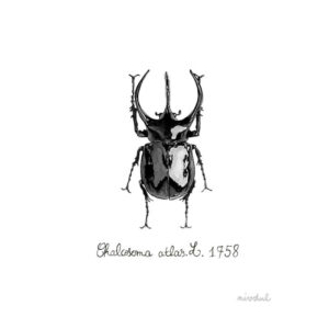 Chalcosoma atlas entomologie - insecte scarabée -peinture aquarelle réaliste • nivdul
