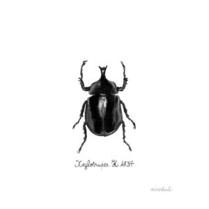 insecte scarabée Xylotrupes - entomologie - illustration aquarelle réaliste • nivdul