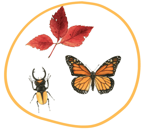 papillon monarque feuille automne • stage illustration botanique • nivdul