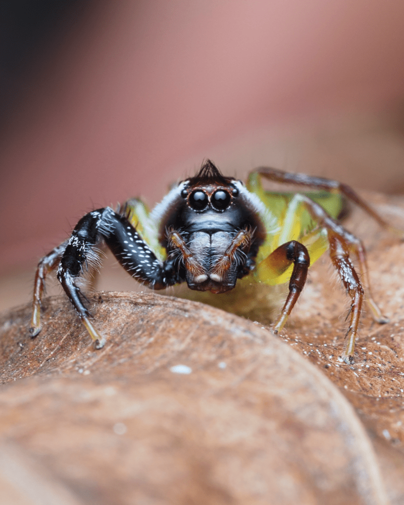 Araignée sauteuse mopsus mormon botanic gardens cairns australia ludwine probst