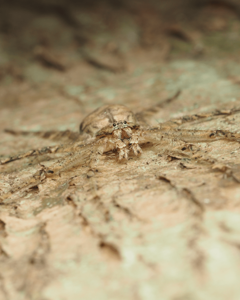macrophotographie Lichen Huntsman spider australie cairns ludwine probst