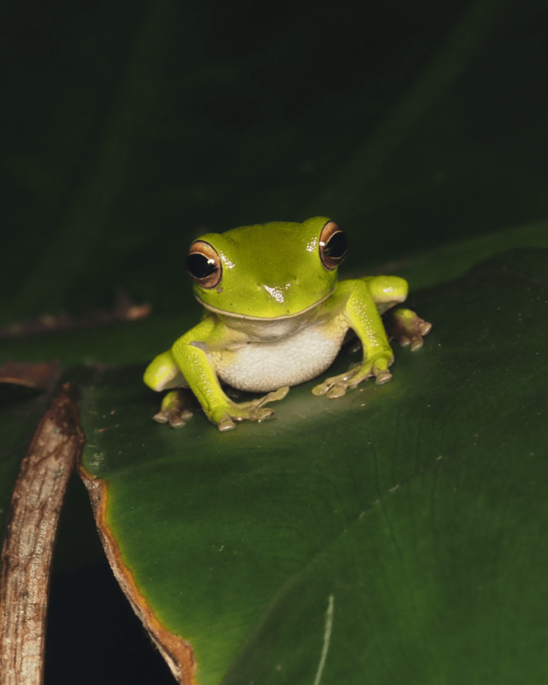 macrophotographie rainette grenouille australie cairns ludwine probst