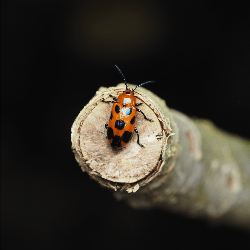 macro photography insect beetle australia cairns ludwine probst
