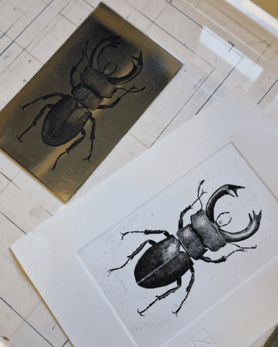tirage final taille douce ludwine illustration