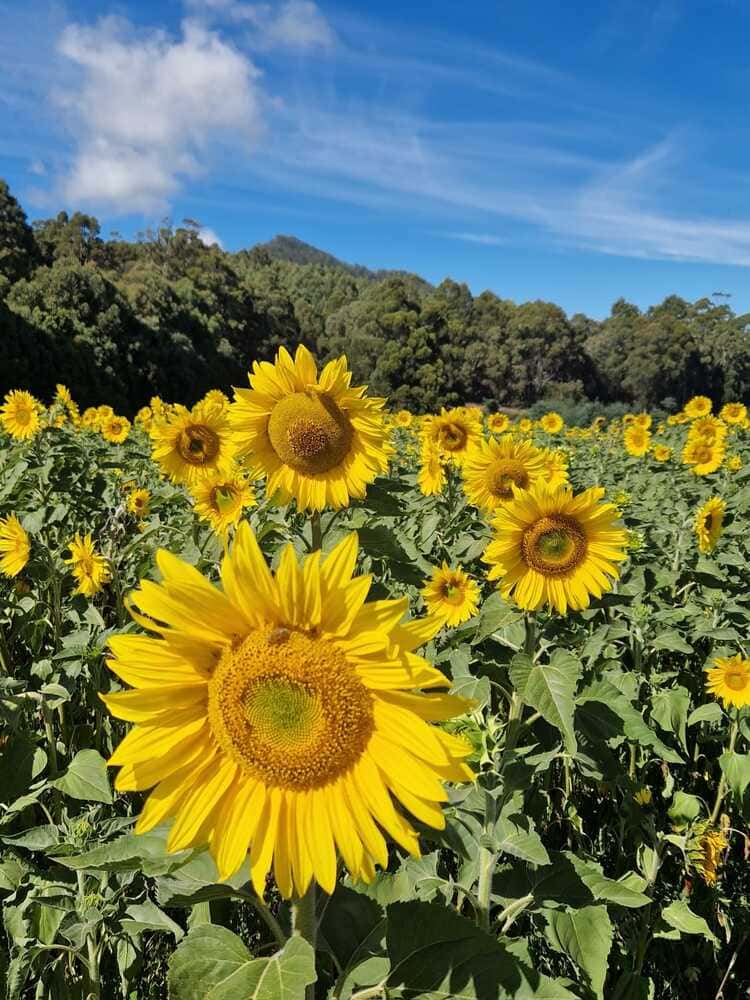 inspiration champs tournesol tasmanie ludwine