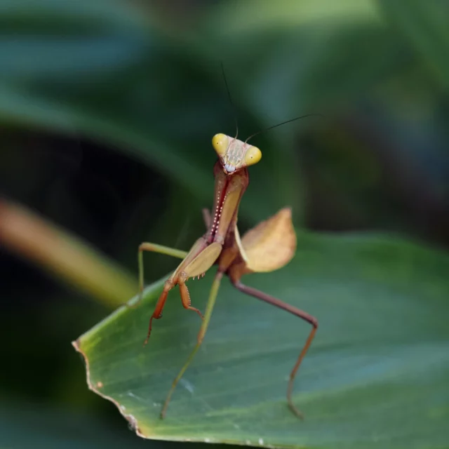 Alongside the jumping spiders, I have encountered a whole range of other fascinating insects during my time in Cairns 🐜🪲🪳

1. Giant Rainforest Mantis (Hierodula majuscula)
2. Brown Weevil (Curculionidae)
3. Mastighaphoides tuberculatus
4. Undescribed Lacebugs aka Midgey Bridgey (Tingidae sp.) Genus Oecharis
5. Psychidae larva
6. Australian walking stick (Extatosoma tiaratum)
7. Wattle Bizarre Looper caterpillar (Eucyclodes pieroides)
8. Planthopper nymph

Which one is your favorite?

#InsectEncounters #MacroPhotography #NatureLovers #CairnsWildlife #WildlifePhotography #TinyCreatures #NatureDetails #ExploreTheWild #AustralianInsects #CairnsBotanicGardens #LetsGoBuggin