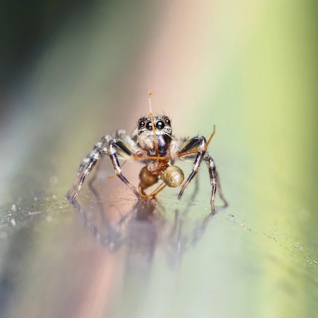 Jumping spiders have become my insect crush 🕷🕸️
I hadn’t known about them before arriving in Australia, but now I am completely fascinated! 

Their agility and big expressive eyes captivated me, and now I am eager to photograph them around the world, as different species are found in various regions. 

1. Swifts’ Ant-hunter Spider (Zenodorus swiftorum)
2. Green Jumping Spider (Mopsus mormon) male 
3. North Queensland Jumping Spider (Cosmophasis micarioides)
4. Orange-and-white Jumping Spider (Cytaea alburna)
5. Wallace's Euryattus Jumping Spider (Euryattus wallacei)
6. Leaping Northern Jumping Spider (Bavia aericeps)
7. Green Jumping Spider (Mopsus mormon) female 

❓Which one is your favorite❓

•••••

Les araignées sauteuses sont devenues mon coup de cœur insecte. 
Je ne les connaissais pas avant d’arriver en Australie, mais depuis, je suis complètement fan ! 
Leur agilité et leurs grands yeux expressifs m'ont fascinée. On dirait qu'elles aiment prendre la pose ! 
J'ai maintenant l'envie de les photographier à travers le monde, en effet, dans chaque région ou pays, on y retrouve des espèces différentes.

1. Araignée sauteuse chasseuse de fourmi (Zenodorus swiftorum)
2. Araignée sauteuse verte mâle (Mopsus mormon)
3. Araignée sauteuse du nord Queensland (Cosmophasis micarioides)
4. Araignée sauteuse rayée blanche et orange (Cytaea alburna)
5. Araignée sauteuse Wallace Euryattus (Euryattus wallacei)
6. Bavia aericeps
7. Araignée sauteuse verte femelle (Mopsus mormon)

Laquelle est votre préférée ?

#JumpingSpiders #InsectPhotography #MacroPhotography #WildlifeLovers #NatureLovers #Australia #InsectCrush #PhotographyJourney #ExploreTheWorld #NatureDetails #CairnsBotanicGardens #LetsGoBuggin