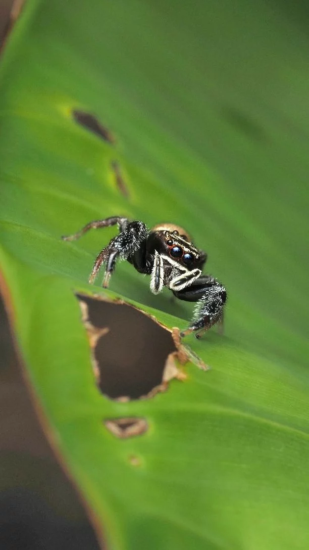 Meet the Leaping Northern Jumping spider (Bavia aericeps)

#jumpingspider #cairnsbotanicgardens #queensland #AustraliaNature