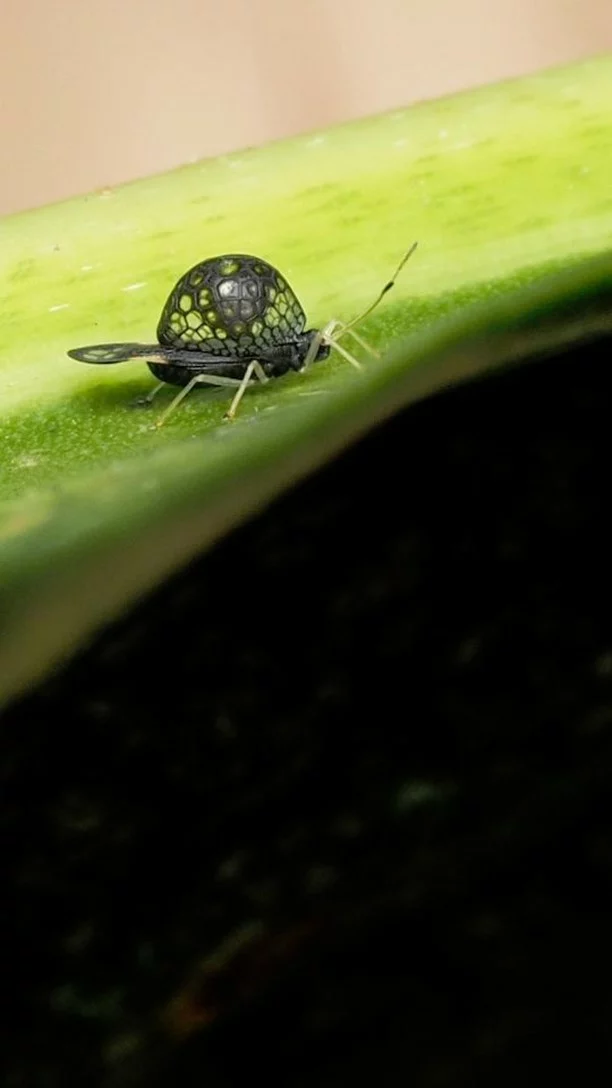 #naturelovers #cairnsbotanicgardens #queensland #InsectLife #insectphotography #macro #letsgobuggin